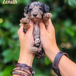 Zenith - Black phantom male Aussiedoodle puppy in Centreville, Mississippi from Trin's Designer Doodles