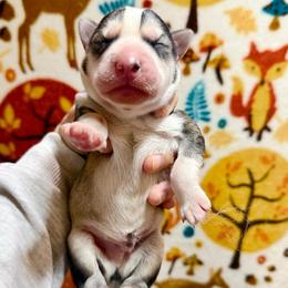 Odin - Gray and white male Siberian Husky puppy in Lunenburg, Vermont from SNOW WOOLY HUSKY