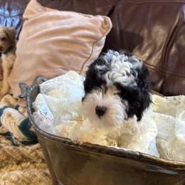 Poodle puppies from Black Mountain Toy Poodles