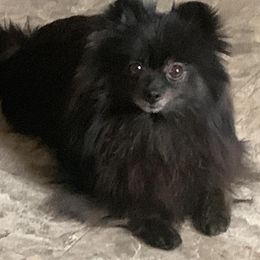 Wendy - Pomeranian