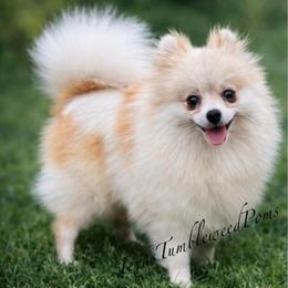 Molly - Pomeranian