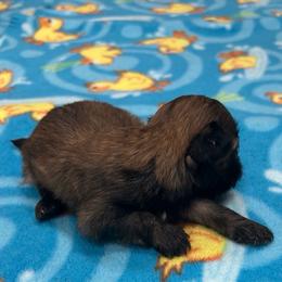 Boy 2 - Brindle male Shih Tzu puppy in Hibbing, Minnesota from Iron Range Shih Tzu and Puppies