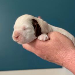 Pickle - Liver white and roan female English Springer Spaniel puppy in Tupalo, Mississippi from Butterfield Trail Farm