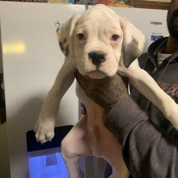 Boy 2 - White Boxer puppy in Kansas, Missouri from Gardner’s Euro Boxers (Von Der Sieger)