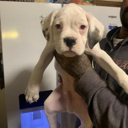 Boy 2 - White Boxer puppy in Kansas, Missouri from Gardner’s Euro Boxers (Von Der Sieger)