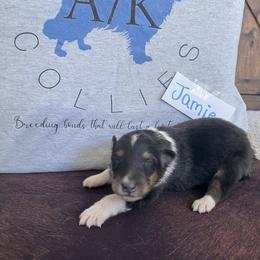 Collie Puppies from A/K Rough Collies