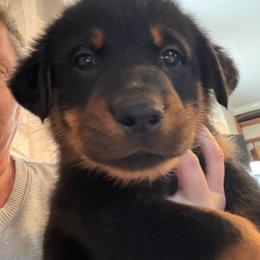 Black rust male - Black and rust male Beauceron puppy in Floyd’s Knobs, Indiana from Birdwing Beaucerons