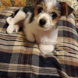 Biewer Terrier and Yorkshire Terrier Puppies from Niko Kennel