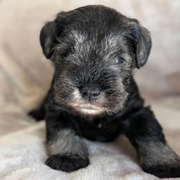 Female - Salt and pepper female Miniature Schnauzer puppy in Brenham, Texas from Ashley Martinez