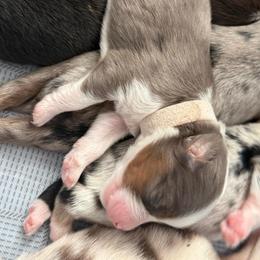Storm - Blue merle female Miniature American Shepherd puppy in Tucson, Arizona from Outlaw Minis