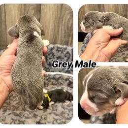 Grey - Blue tan and white male Beagle puppy in Viper, Kentucky from Mountain Top