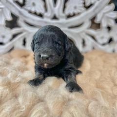 Aspen - Black Assorted Doodle Crosses puppy in Chattanooga, Tennessee from Remedy Ridge Aussiedoodles