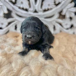 Aspen - Black Assorted Doodle Crosses puppy in Chattanooga, Tennessee from Remedy Ridge Aussiedoodles