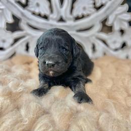 Aspen - Black Assorted Doodle Crosses puppy in Chattanooga, Tennessee from Remedy Ridge Aussiedoodles