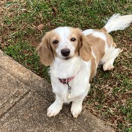 Dixie - Dachshund