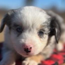 Miniature Australian Shepherds from Magnolia Spring Aussies