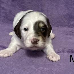 Dachshunds from Lady Maye Dachshund's