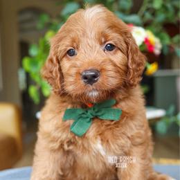 Tackle - Red  male Goldendoodle puppy in Salado, Texas from Red Ranch Dogs