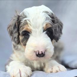 Hickory - Merle male Bernedoodle puppy in Shelton, Washington from NW Bernedoodles of Washington