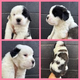 Light pink - Mahogany and white female Saint Bernard puppy in Ladysmith, Wisconsin from Northwoods Saint Bernards