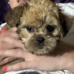 Jolli - Sable female Assorted Doodle Crosses puppy in Kentucky from Em&M Pomeranians