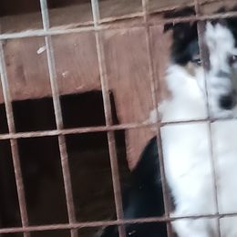 Lily - Border Collie