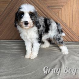 Gray boy - Blue merle male Bernedoodle puppy in Modesto, California from Two Doods Doodles