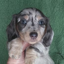 ALLIE - BLUE And TAN DAPPLE LH - Dapple female Dachshund puppy in Swink, Oklahoma from Palali Farm