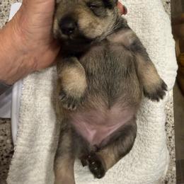 Little Chloe - Salt and pepper female Miniature Schnauzer puppy in New Bern, North Carolina from DJS Delightful Miniature Schnauzers