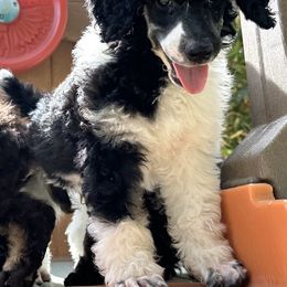 Poodle Puppies from Solara Kennels