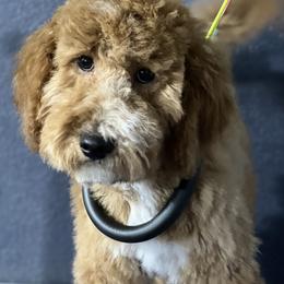 Goldendoodles from Kris' Pawtastic Canines