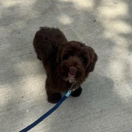 Hershey - Chocolate male Australian Labradoodle puppy in Nashville, Tennessee from SF Australian Labradoodles
