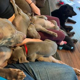 Weimaraner Puppies from Always Faithful Weimaraners