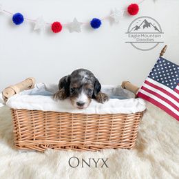 Goldendoodle Puppies from Eagle Mountain Doodles