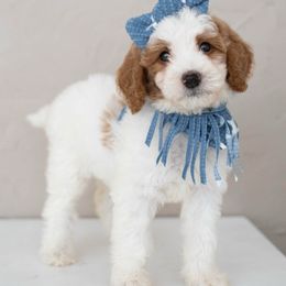 Boy 5 - male Goldendoodle puppy in Bakersfield, California from Diamond K Doodles