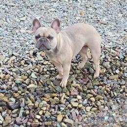 Maya - French Bulldog