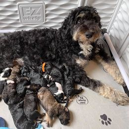Bernedoodle and Goldendoodle All Grown Up from Mae’s Doodles of Georgia