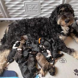 Bernedoodle and Goldendoodle All Grown Up from Mae’s Doodles of Georgia