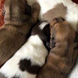 Dachshunds from G&B Iron Mountain Dachshunds