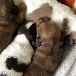 Dachshunds from G&B Iron Mountain Dachshunds
