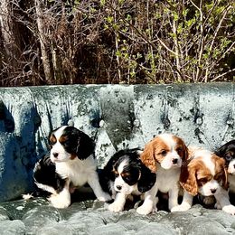 Cavalier King Charles Spaniel Puppies from Ohana Cavalier King Charles Spaniels