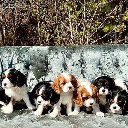 Cavalier King Charles Spaniel Puppies from Ohana Cavalier King Charles Spaniels
