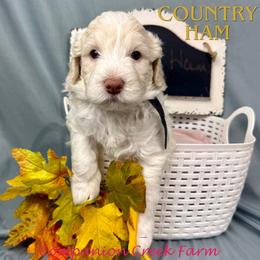 Country Ham - Caramel cream male Labradoodle puppy in Bowman, Georgia from Companion Creek Farm