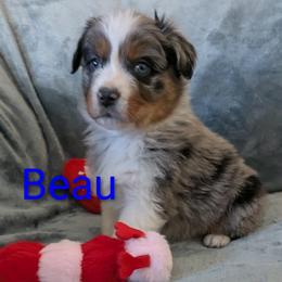 Beau - Blue merle male Australian Shepherd puppy in Parker, Colorado from Legacy Ranch Australian Shepherds