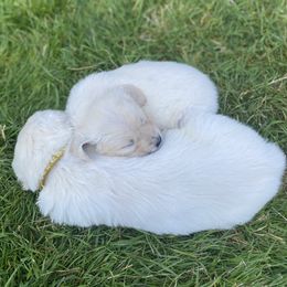 Golden Retriever Puppies from Silver Morning Farm