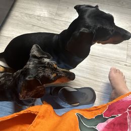 Dachshunds from Jovi and Rose