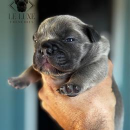 UNO - Liver male French Bulldog puppy in Gurnee, Illinois from Le Luxe Frenchies