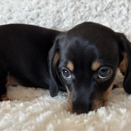 Flower - Black and cream female Dachshund puppy in Homedale, Idaho from Jeff & Joette