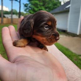 Snuggles - Chocolate and tan female Dachshund puppy in Jackson, Tennessee from BlackPine Kennels