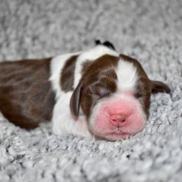 Comet - Liver and white male English Springer Spaniel puppy in Chapmansboro, Tennessee from Balthrop Bend Farms